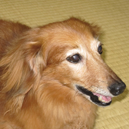 okoe_2